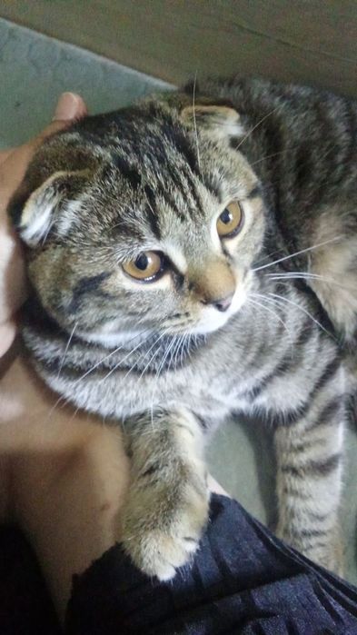 Продается котенок вислоухий