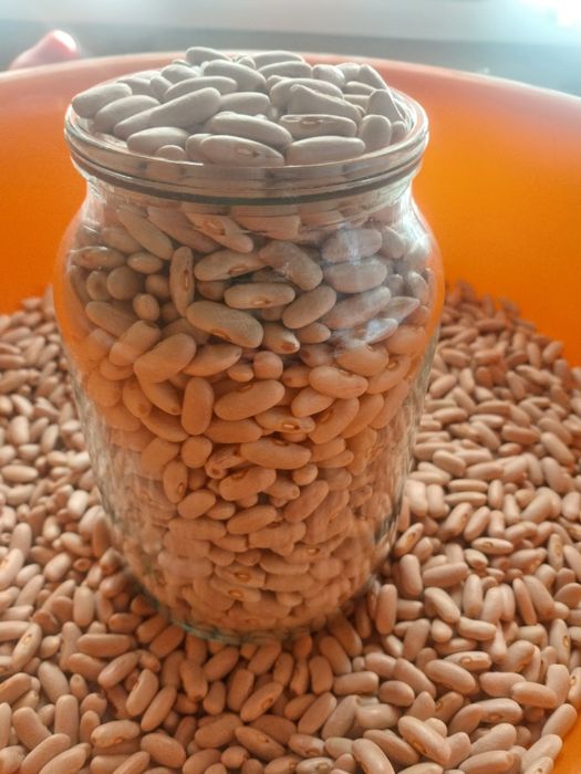 Фасоль  белая  свежая 1 л -1400т.