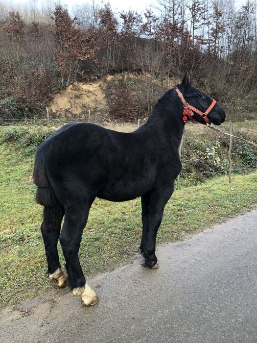 Mânz de 7 luni de vanzare