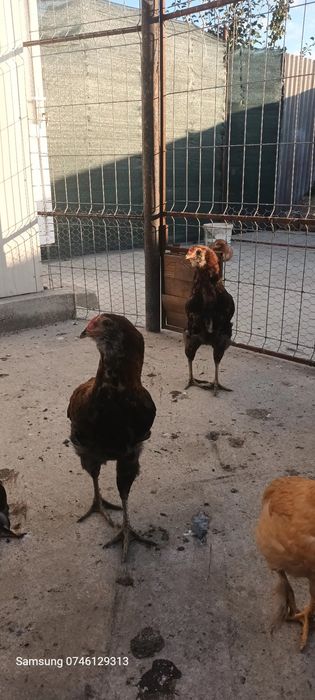 Schimb 2 cocoșei cu două puicute tot aceiași. Rasă.