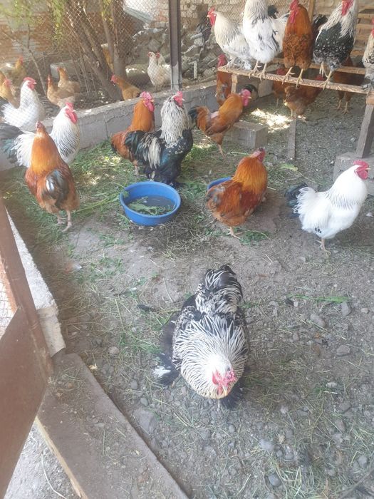 Продам петухов молодые