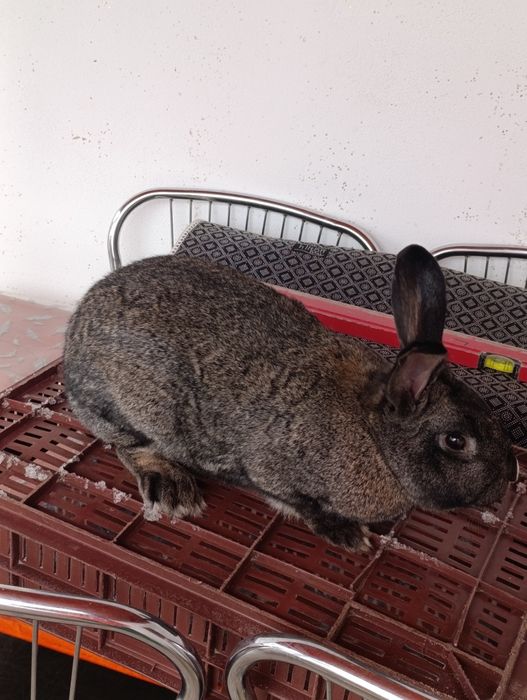 Iepuroaică uriaș german