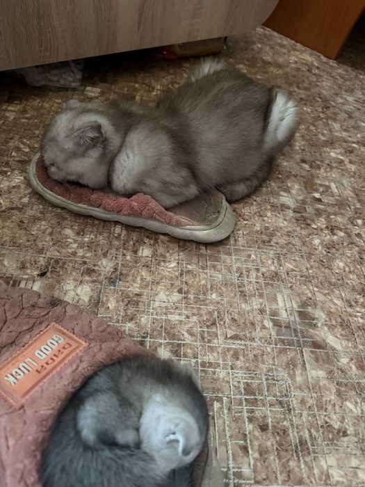 Шотландские котята