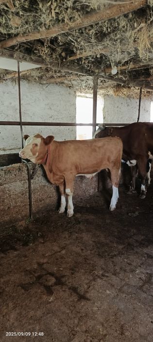 Smental buzoq sotiladi 3 oylik