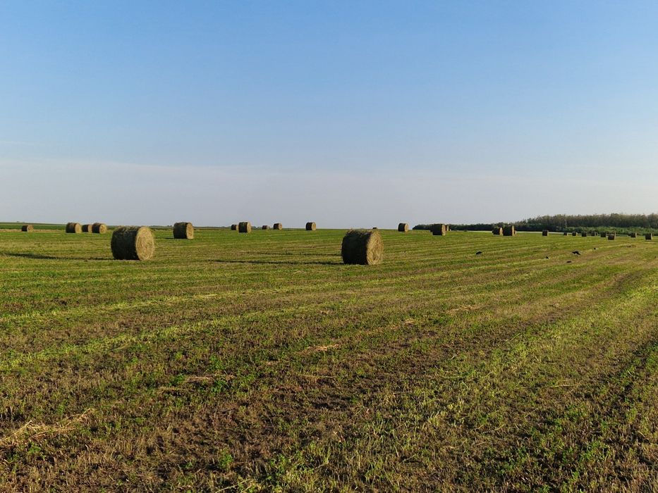 Sămânță de lucerna Letizia