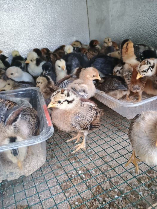 Pui de găină rasa mixta și pitici găini australorp negru