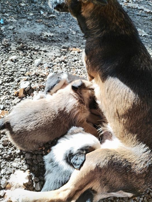 Звонки в хорошие руки