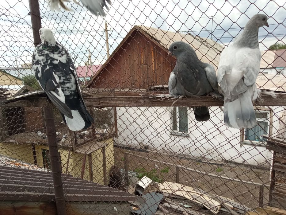 Продаю голубей разных мастей.