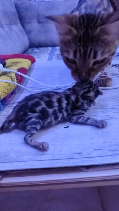 Бенгал  активный, игривый имеет опыт