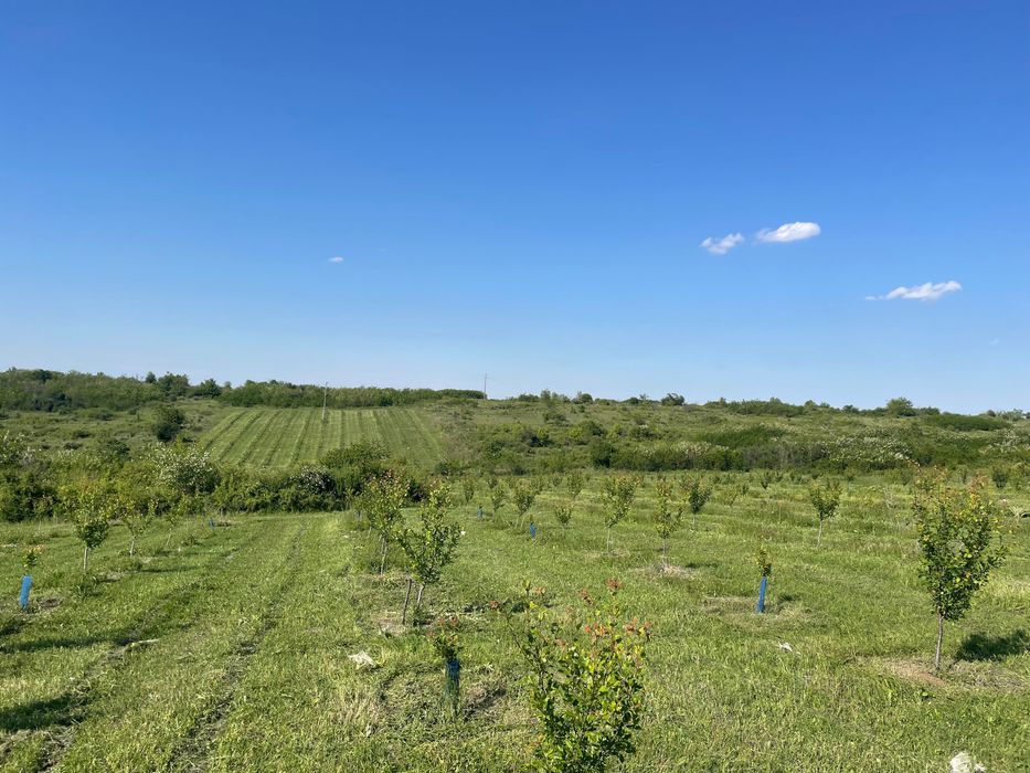 Продава се Земеделски имот в с. Лехчево, Област Монтана -  кв.м за 1326 €/дка - Снимка #1