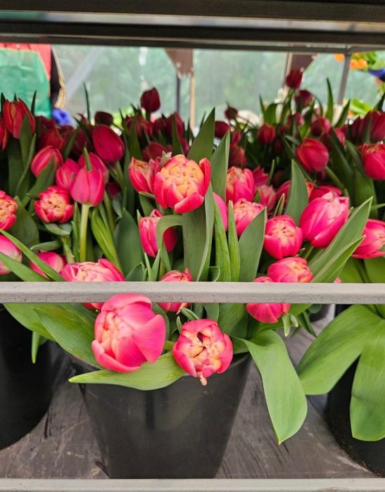 Тюльпаны оптом Белоруссия Степногорск