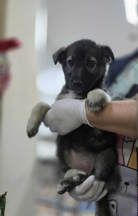 Щенок, мальчик, 2 месяца