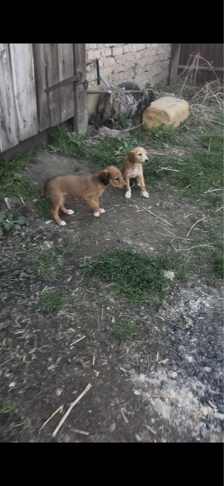 Тазы шенки продам