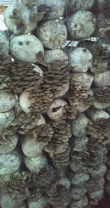 Семена Грибов Вешинки Уруг Замбуриг КА 17.