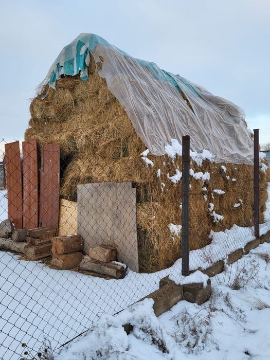 Сена продам жонышка тюкии