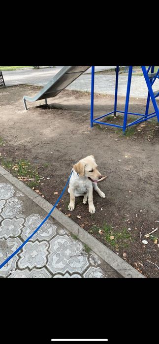 Лабрадор кобель вязка