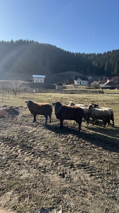 Berbeci de rasa metis intre