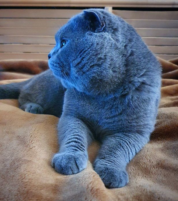 Плюшевый кот шотландской породы на вязку