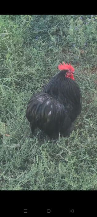 Choynak yapon toza zot Xo'roz va 2 tovuq sotiladi