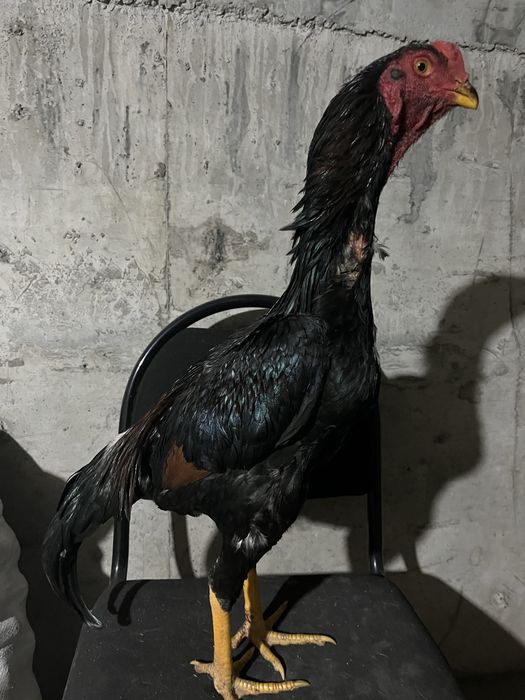 Продам дакана хорошего