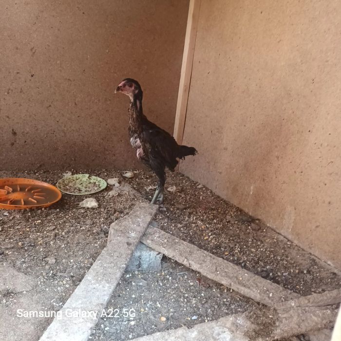 Assalomu aleykum jojalar sotiladi