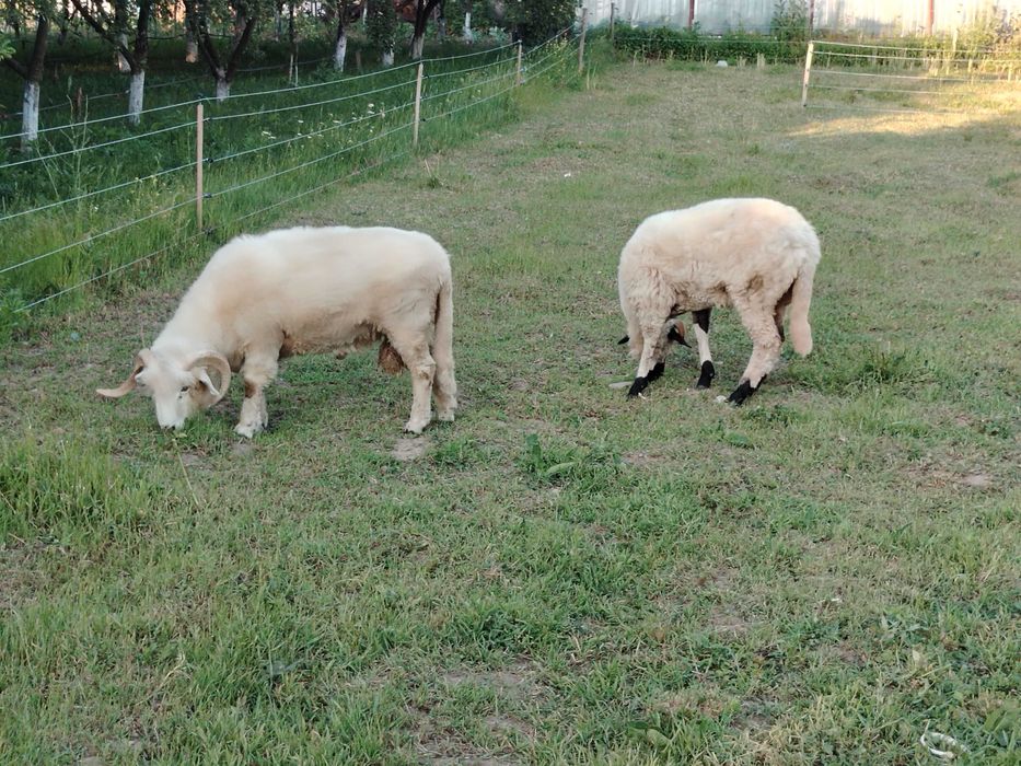 De vânzare berbecuț și mieluță, ambii în vârstă de 1 an.  0771136744