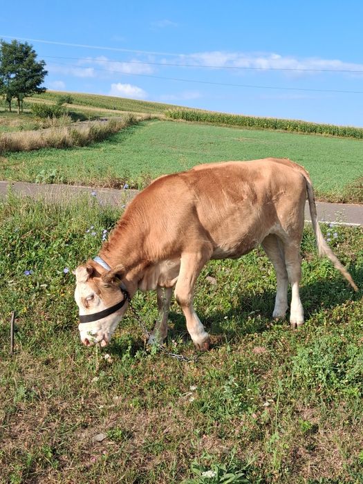 De vanzare juninca
