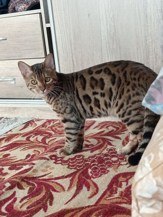 Пропал бенгальский кот 10 месяцев