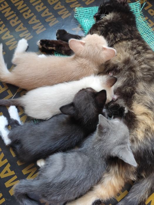 Котята от мышеловки