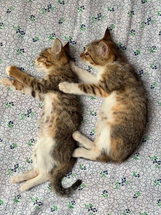 Mushukcha котята
