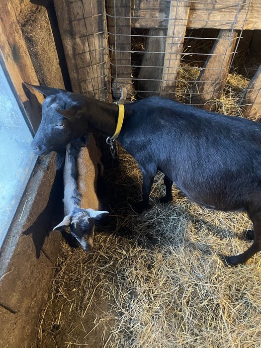 Vand capre alpin francez