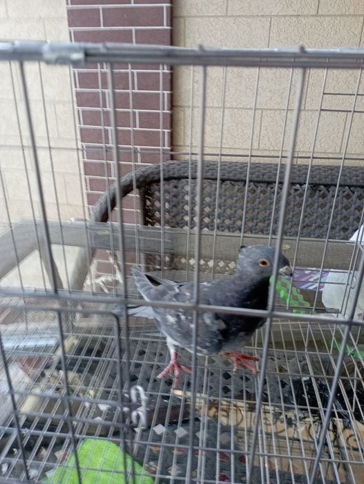 Продам голубя нар немец