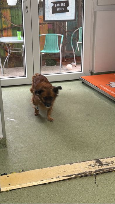 Urgent adoptie femela talie mica
