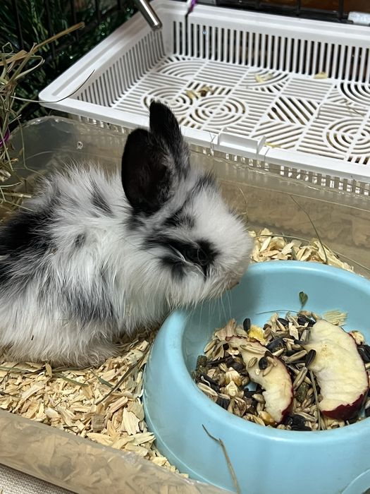 Кролики карликовые мальчик девочка