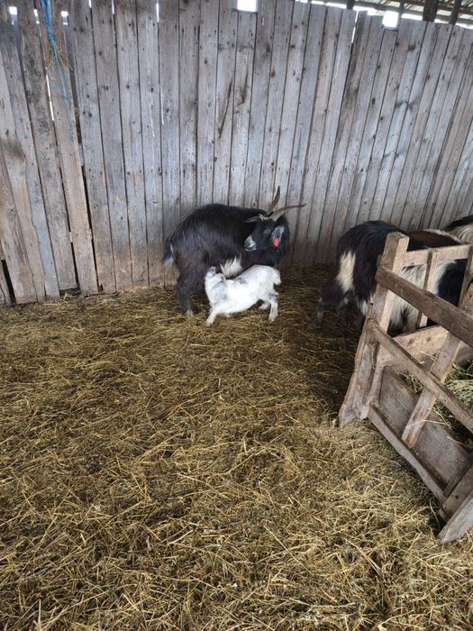 Capre fatate și gestante