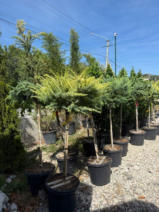 Măslini  plante Ornamentale