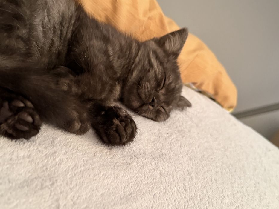 Котенок девочка