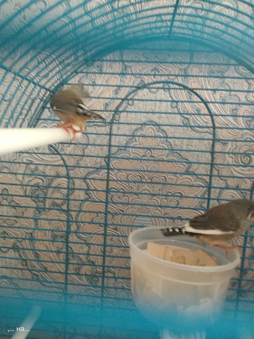 Продам  амадин зебровых с клеткой