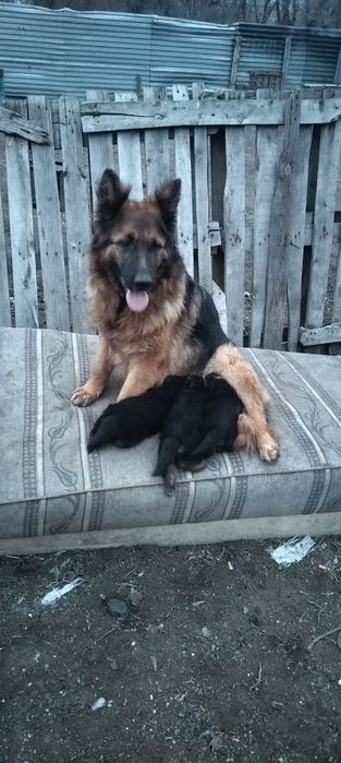 Продаю немецких щенков