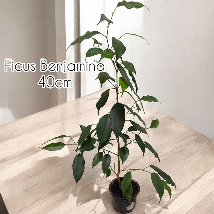 Plante ornamentale de apartament