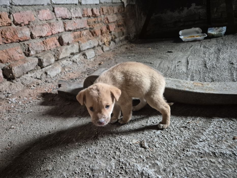 Щенки только в добрые ручки