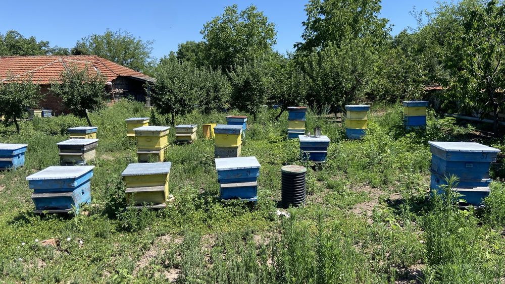 Продавам пчелни кошери и пчелни семества