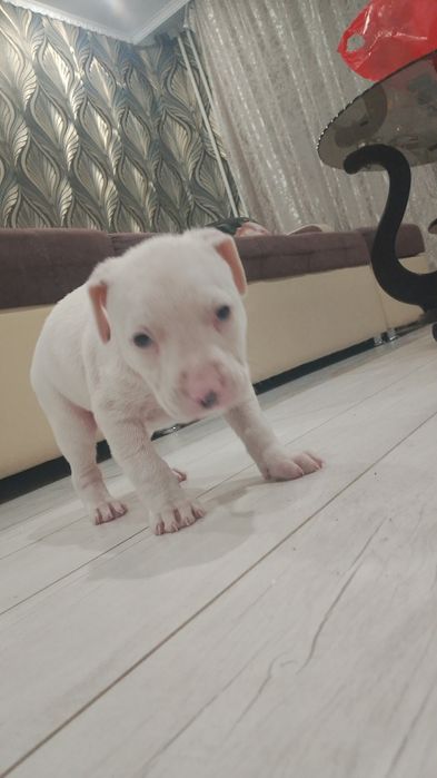 Питбуль альбинос 1 месяц