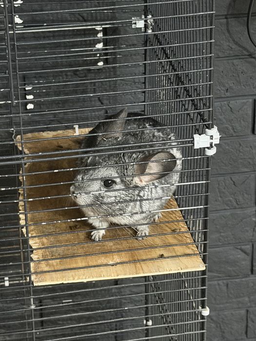 Шиншиллы, мальчик и девочка