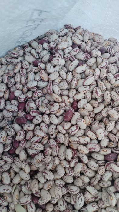 Fasole pestriță Fasole egipt