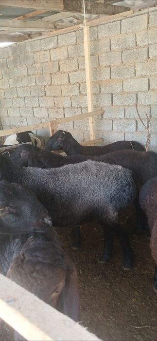 Qurbonlika va aqiqaga qochqorla bor
