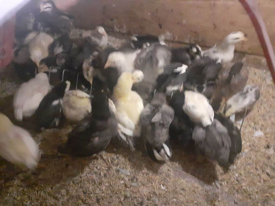 Vând oua și pui rasa pura sau metiși din rasele Chaboo,Italiene