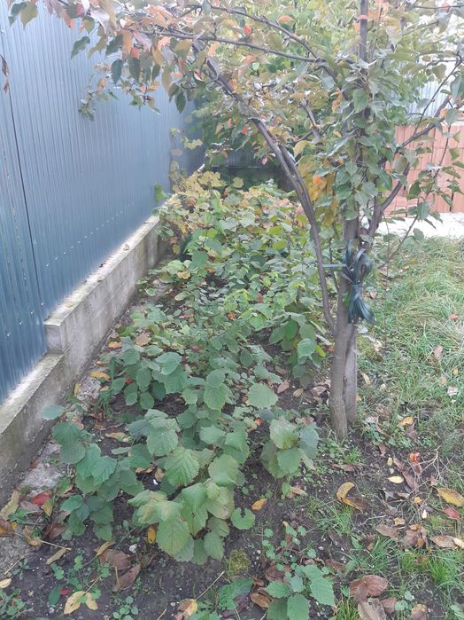 Vand tuia diferite marimi ,modele