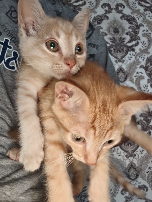 Кошка, Кот, Котята даром
