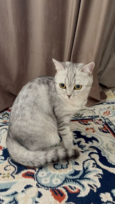 Британская короткошерстная кошка
